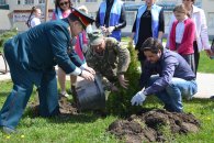 В станице Северской по инициативе депутата-коммуниста высажена новая хвойная аллея